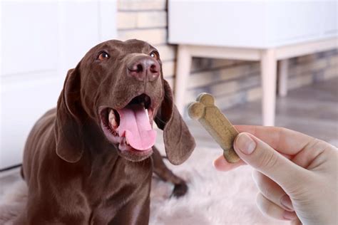 How Much to Feed a German Shorthaired Pointer